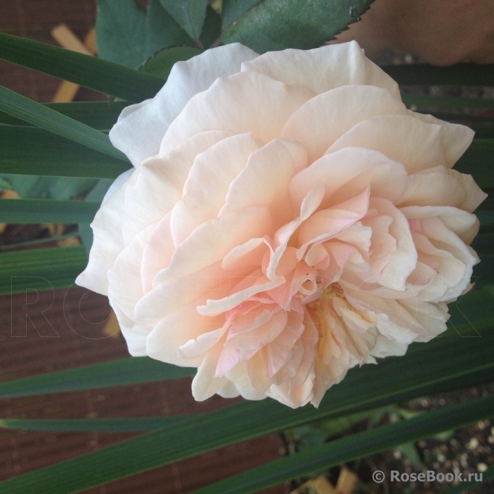 A Shropshire Lad