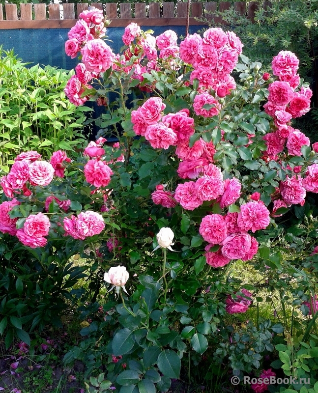 Rosarium Uetersen