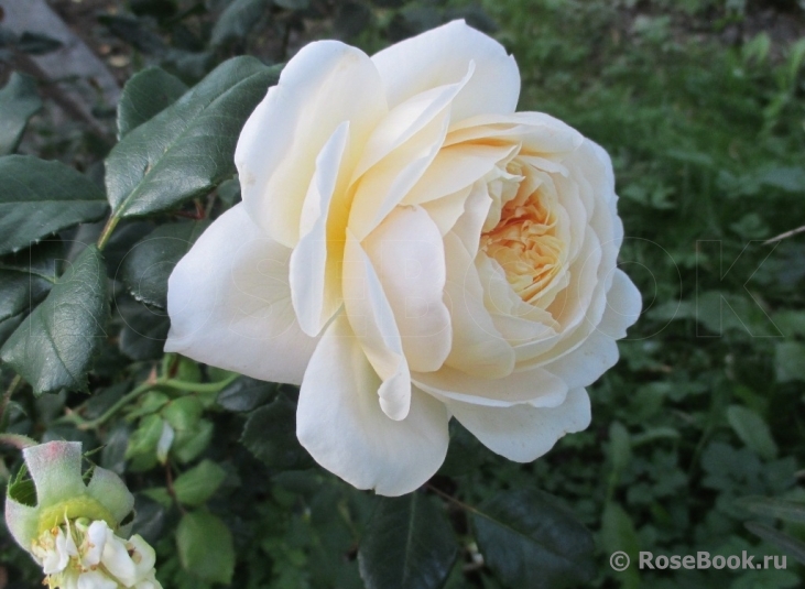 Crocus Rose® 