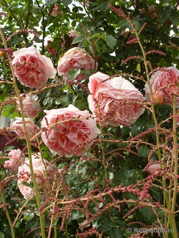 Abraham Darby