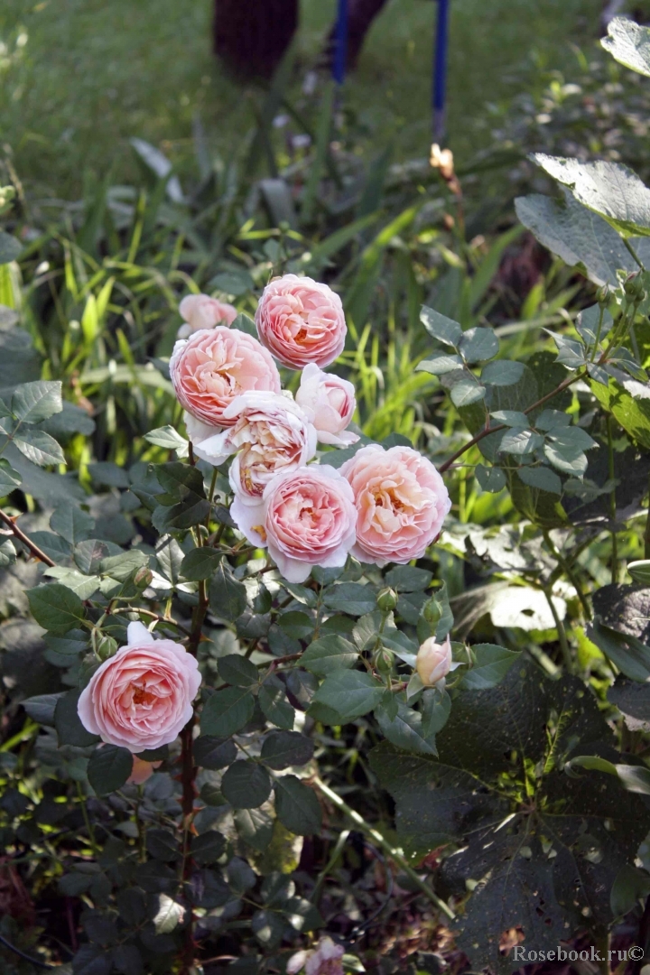 Abraham Darby