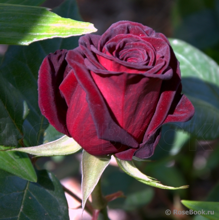 Black Baccara