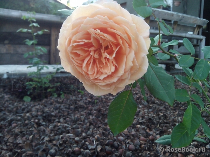 Crown Princess Margareta®