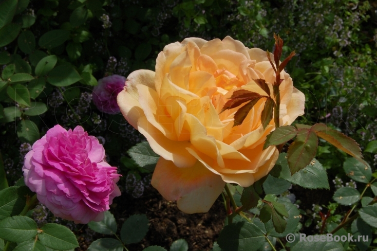 Lady of Shalott 