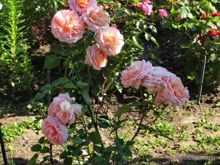 Abraham Darby