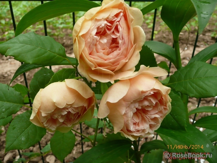 Crown Princess Margareta®