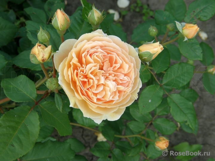 Crown Princess Margareta®