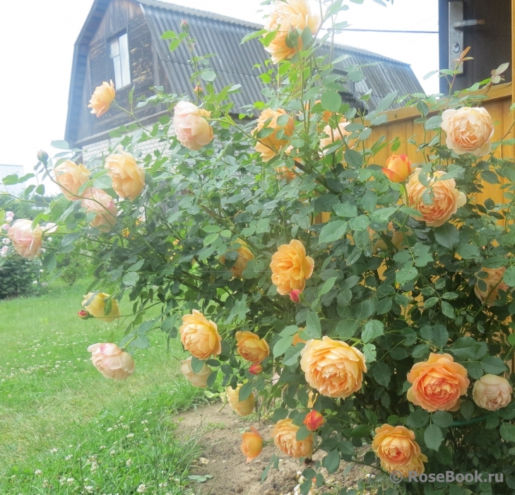 Lady of Shalott 