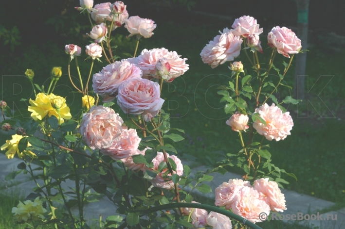 Abraham Darby