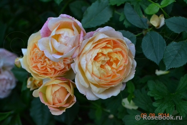 Lady of Shalott 