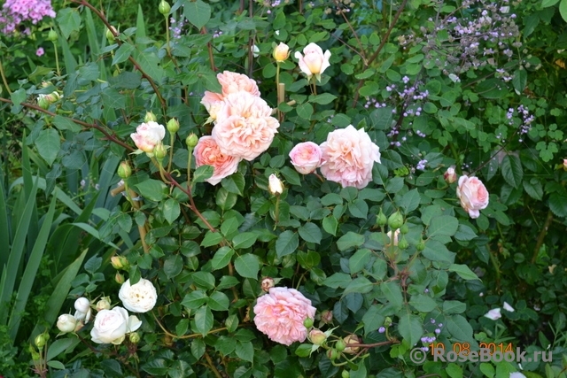 Abraham Darby