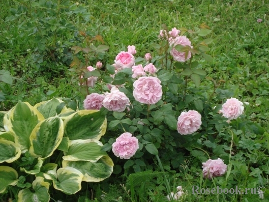 Cottage Rose 