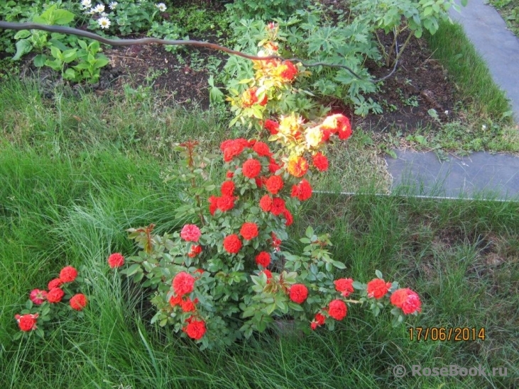 Orange Meillandina Cl