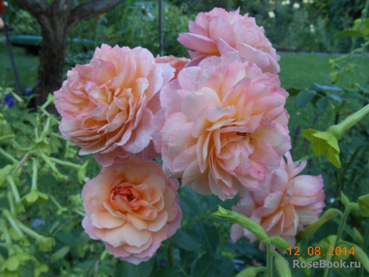 Rose de Gerberoy ®