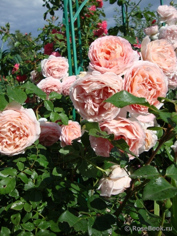 Abraham Darby