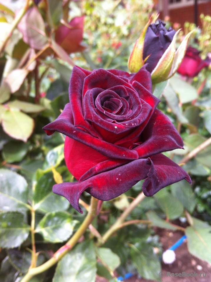 Black Baccara