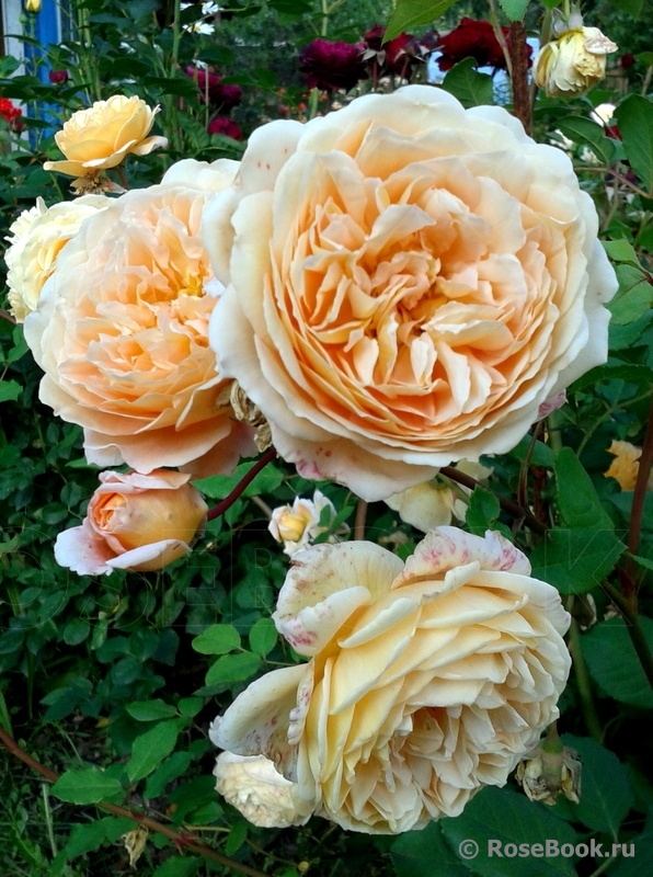 Crown Princess Margareta®