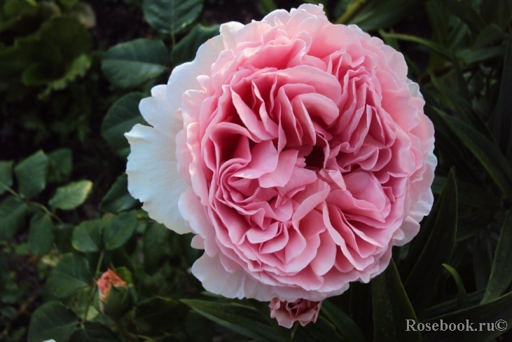 Abraham Darby