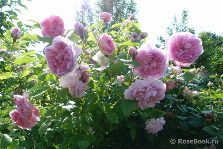 Cottage Rose 