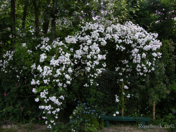 Paul’s Himalayan Musk 