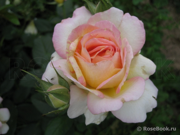 Rose des Cisterciens 