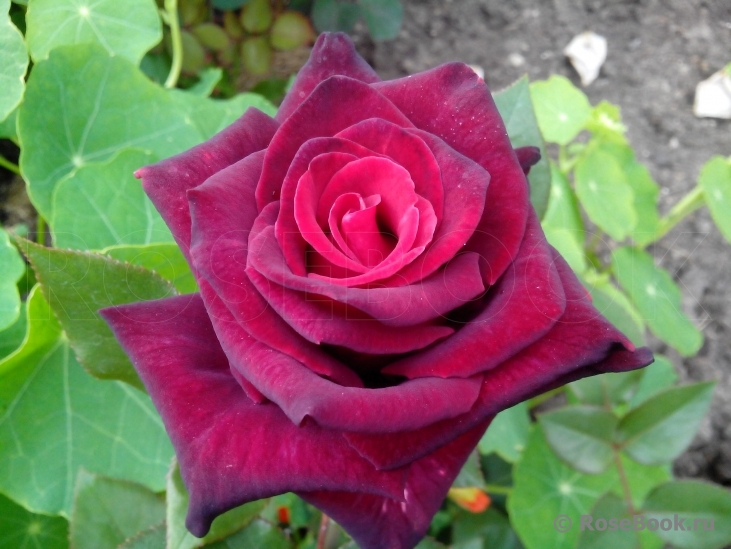 Black Baccara