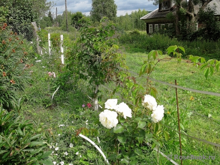 Schneewalzer 