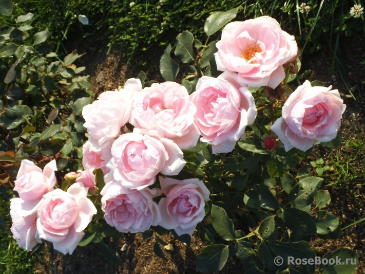 Petit Trianon