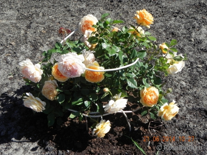 Crown Princess Margareta®