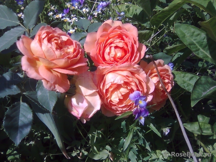 Lady of Shalott 