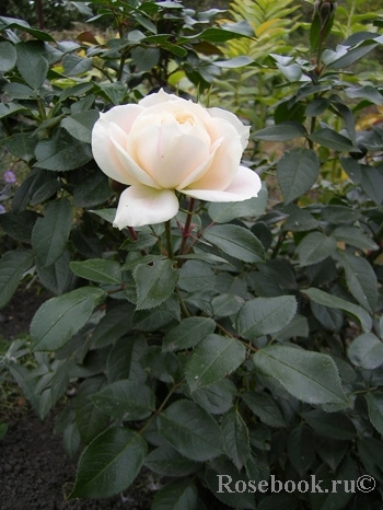 Lions Rose