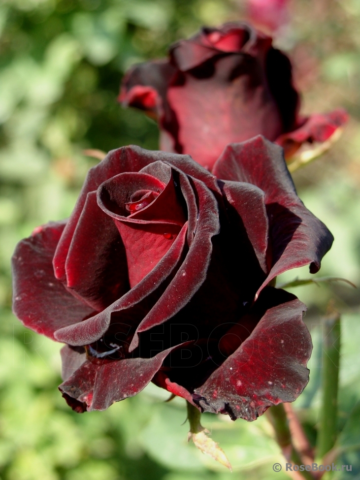 Black Baccara