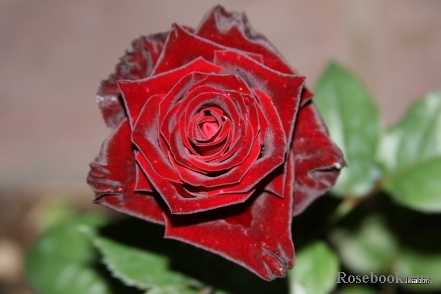 Black Baccara