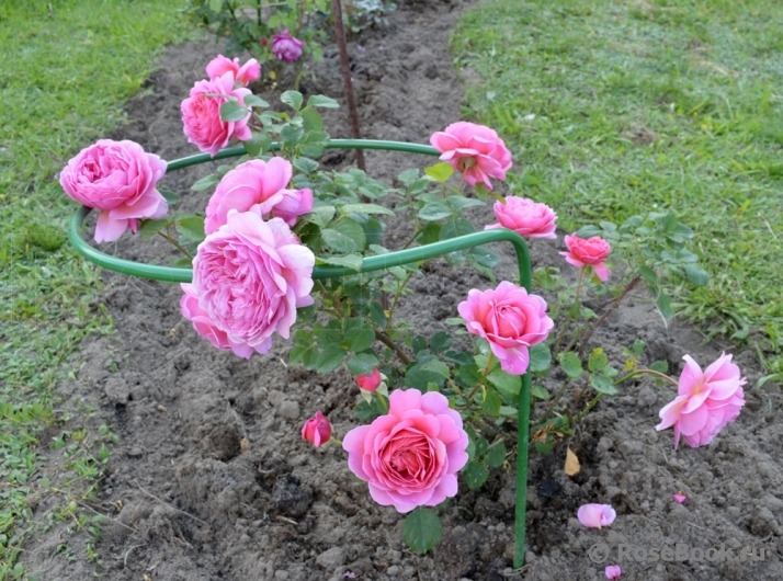 Princess Alexandra of Kent 