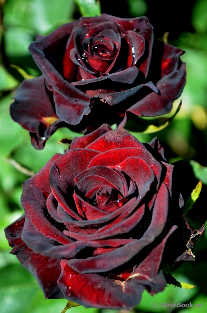 Black Baccara