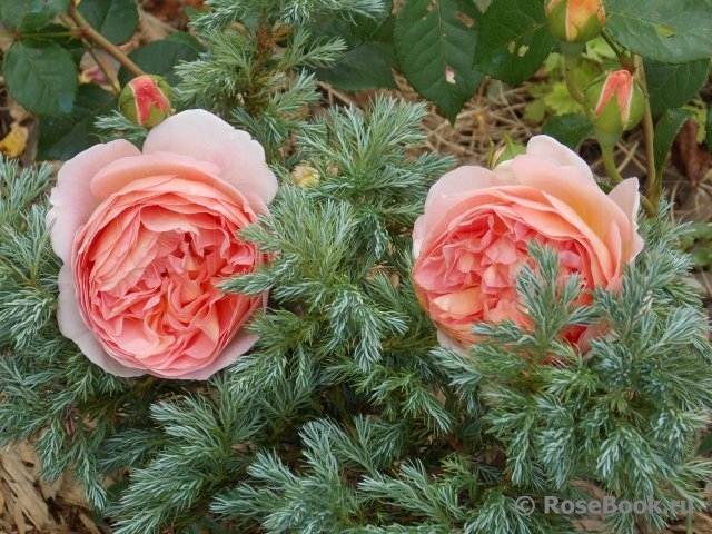 Abraham Darby