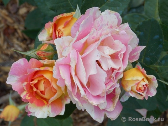 Rose des Cisterciens 