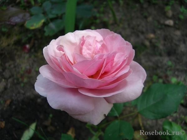 Stefanie´s Rose 