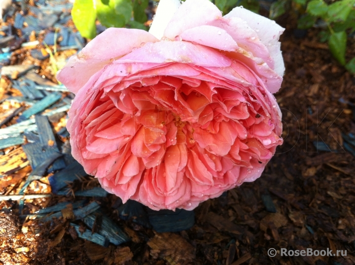 Abraham Darby