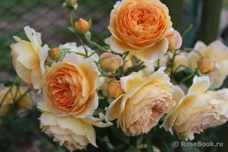 Crown Princess Margareta®