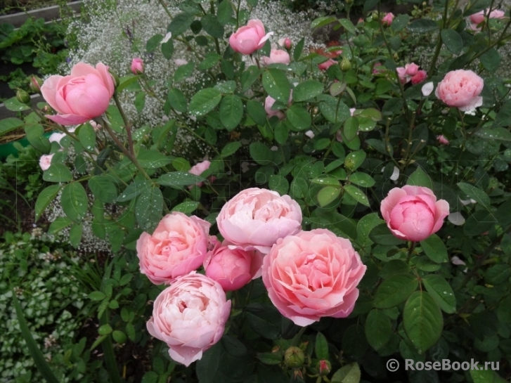 The Alnwick Rose