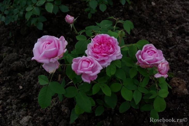 Comte de Chambord