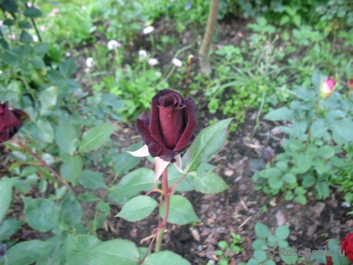 Black Baccara