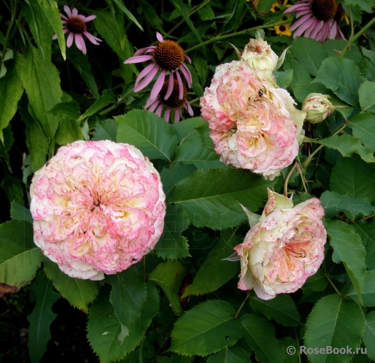 Jardins a Fleur D`eau