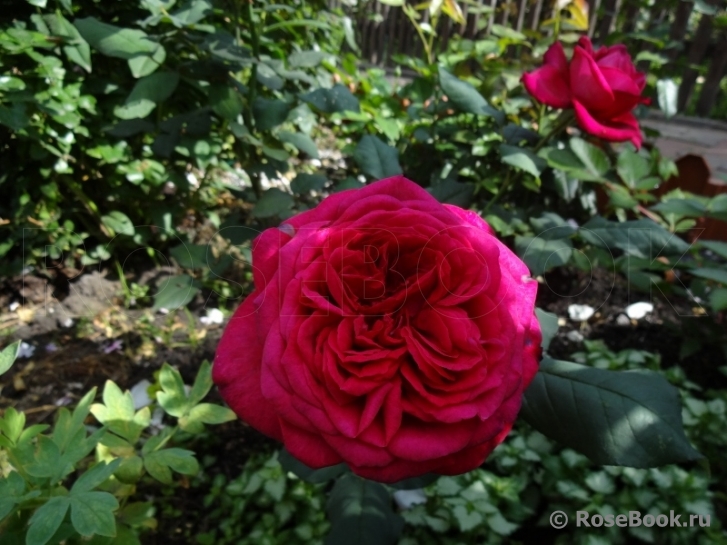 Johann Wolfgang von Goethe Rose®