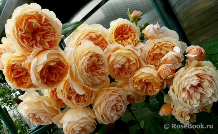 Crown Princess Margareta®