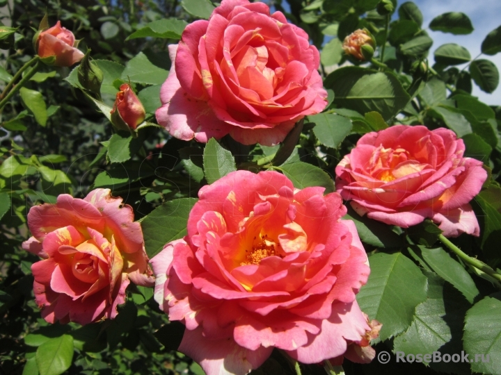 Rose des Cisterciens 