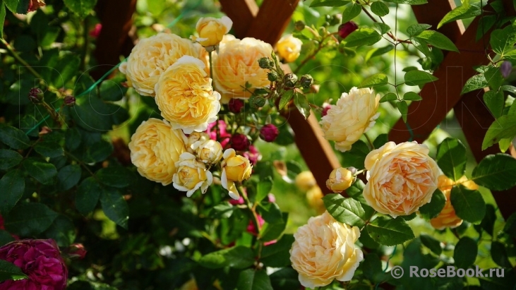 Crown Princess Margareta®