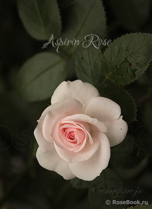 Aspirin Rose