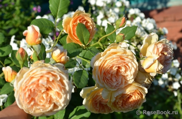 Crown Princess Margareta®